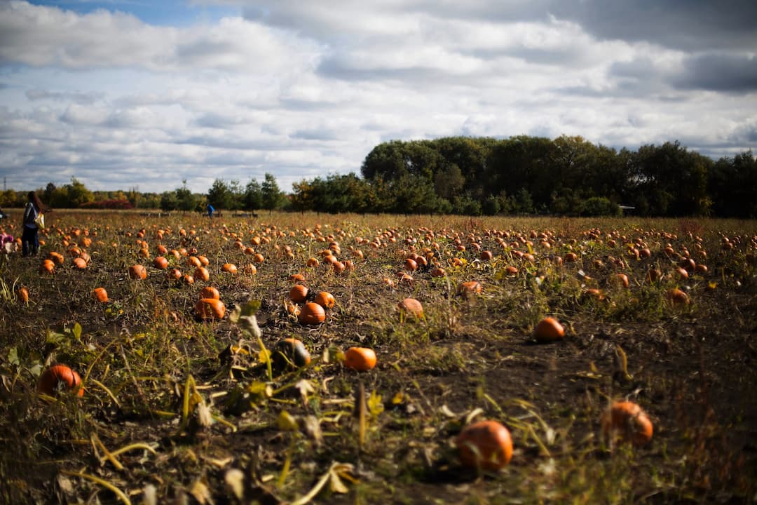 Centredinterpretationdelacourge