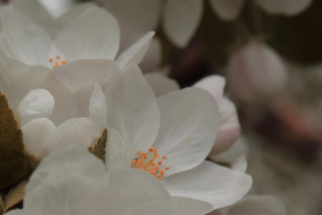 Vergerfleuripom
