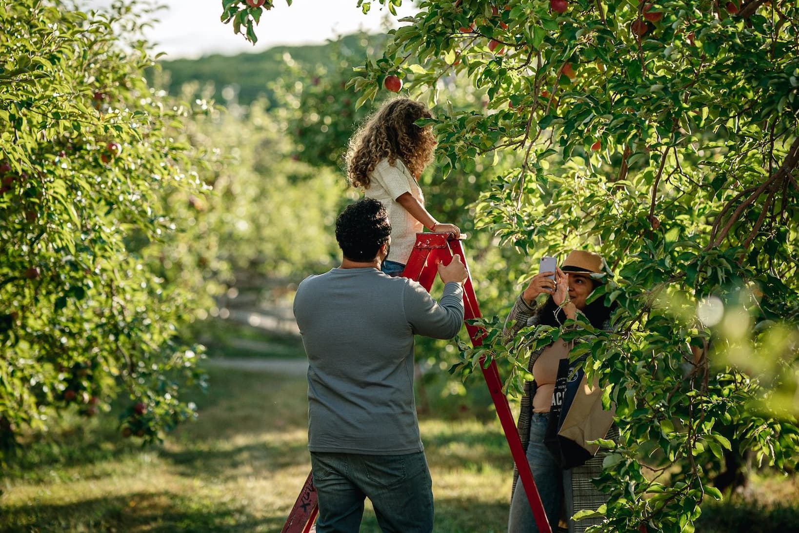 Autocueillette de pommes