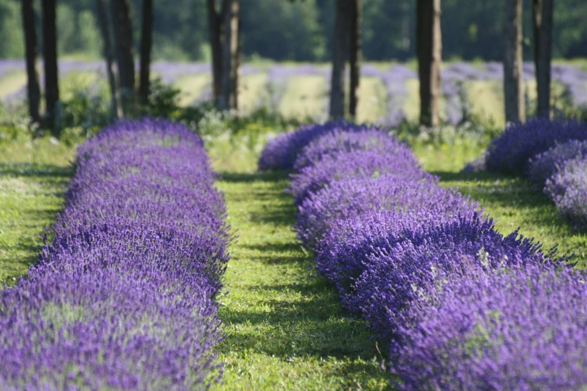 Jardins à visiter et parfumeries