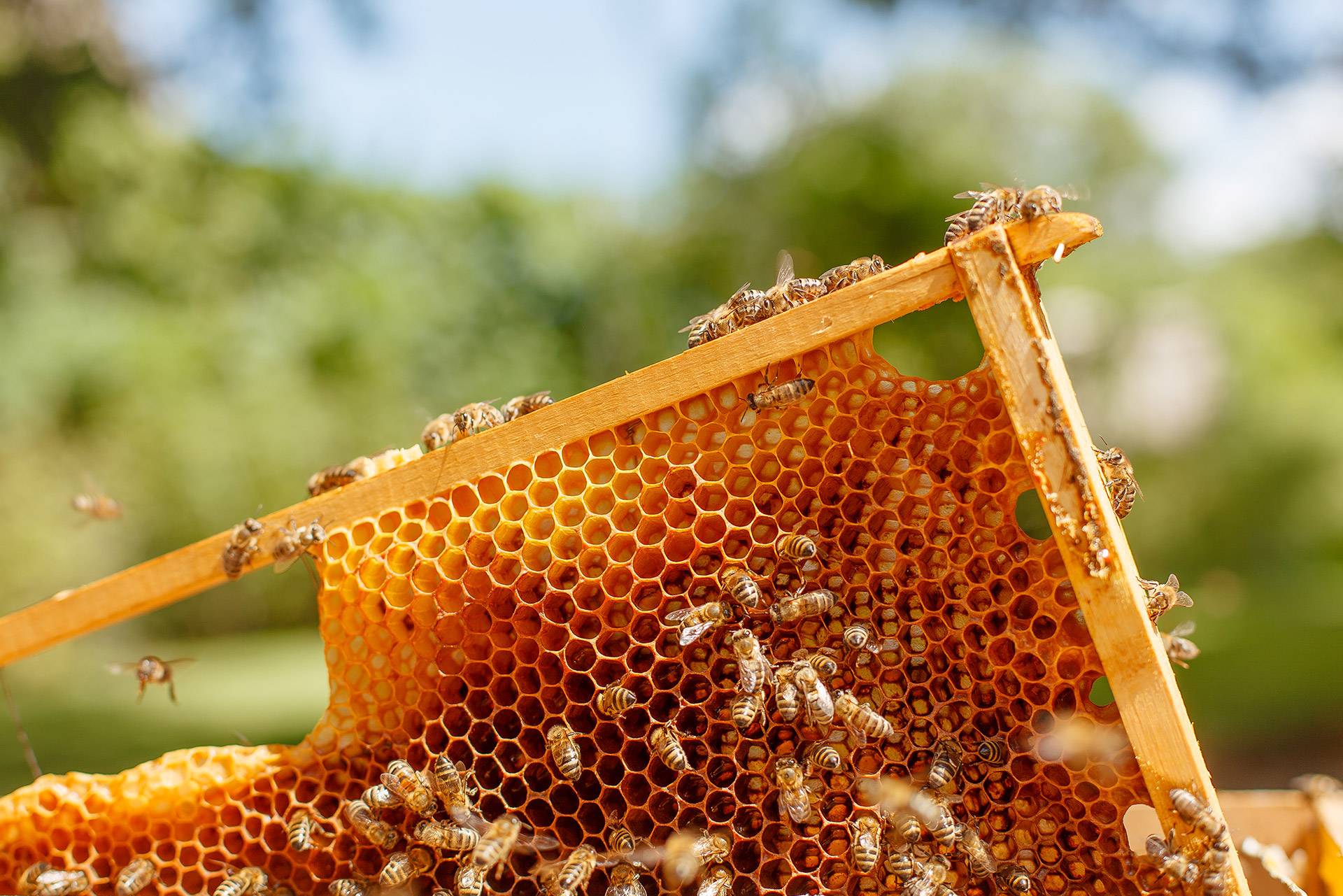 Meuneries et mielleries