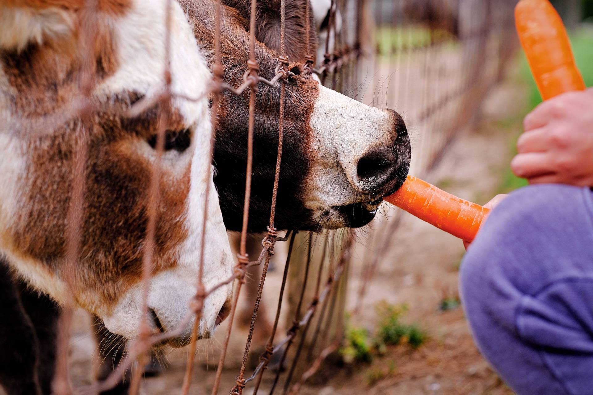 Visites à la ferme