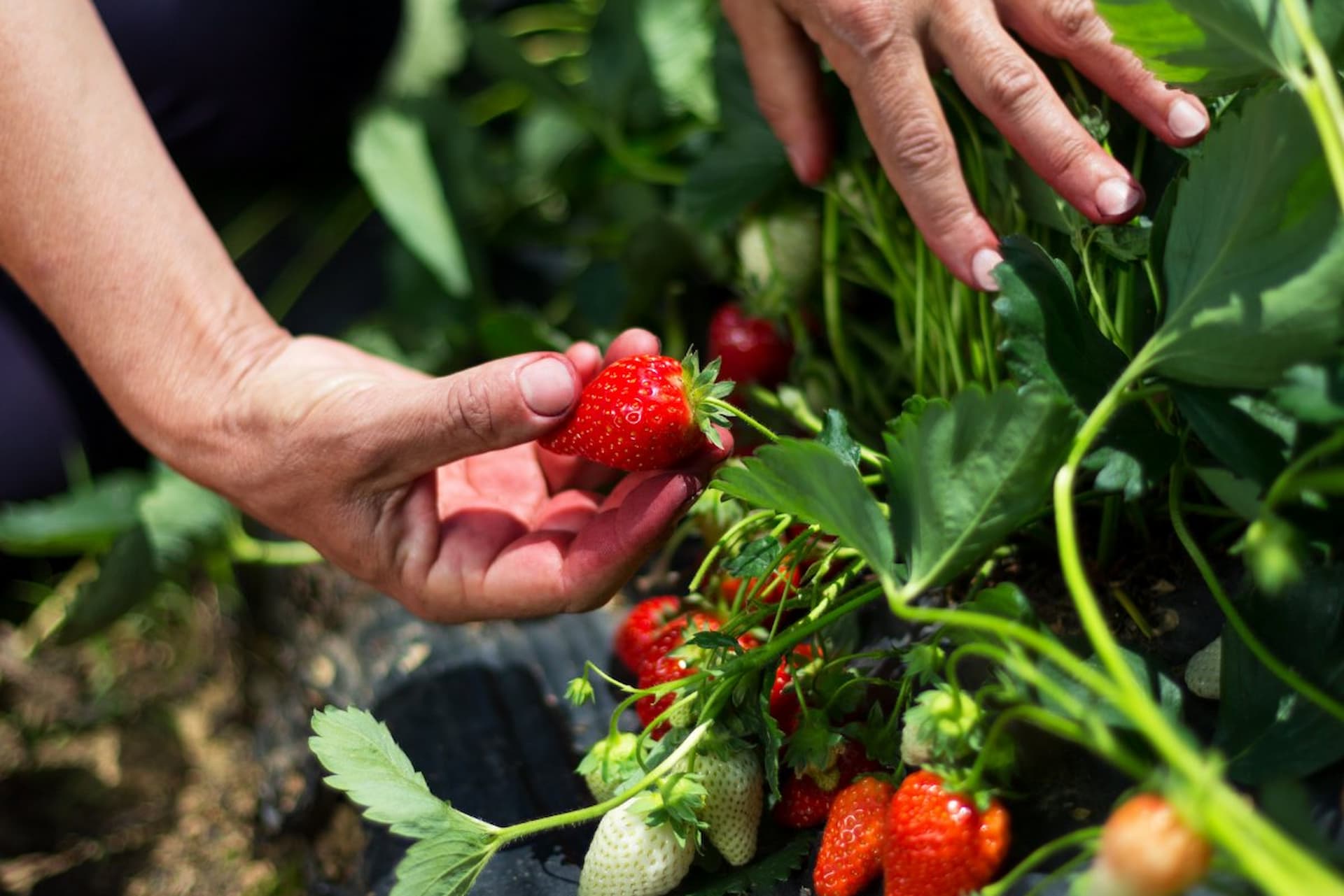 Passer une journée parfaite à l’autocueillette de petits fruits