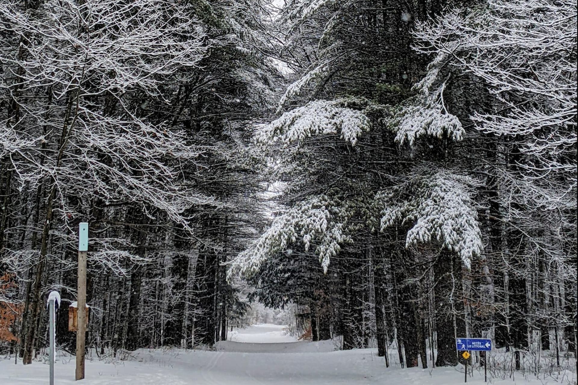 Personne qui marche sous la pluie dans la forêt