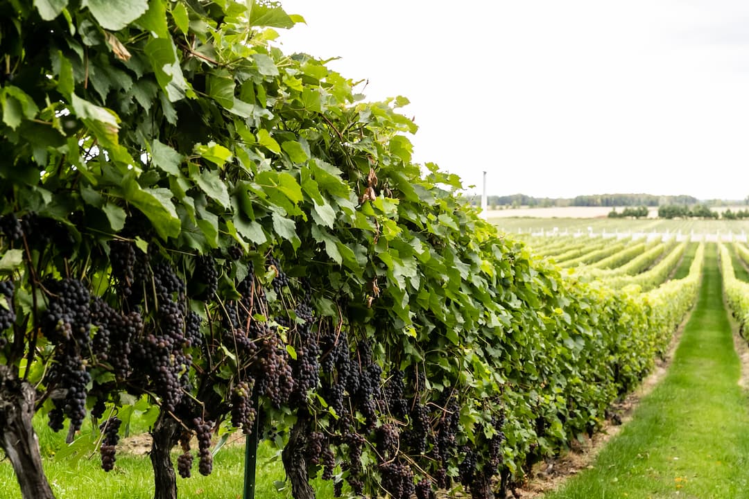 Vignobleslesventsdange