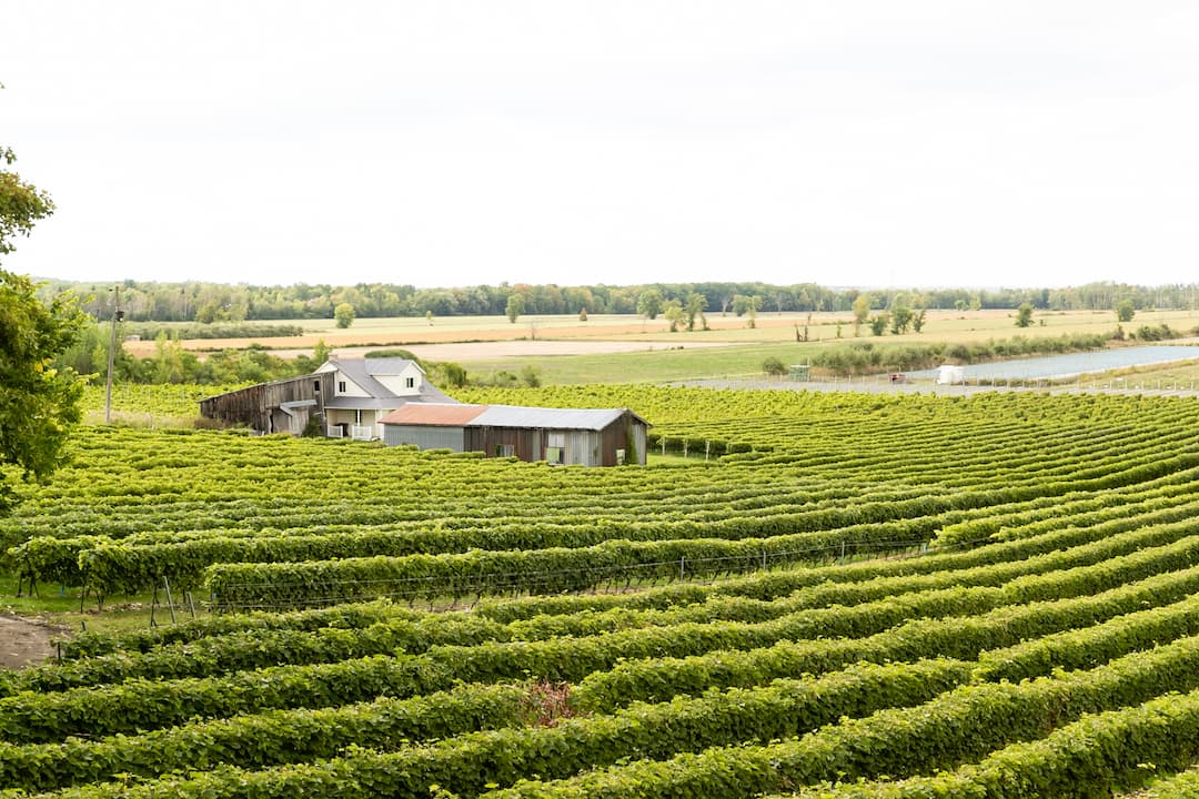 Vignobleslesventsdange