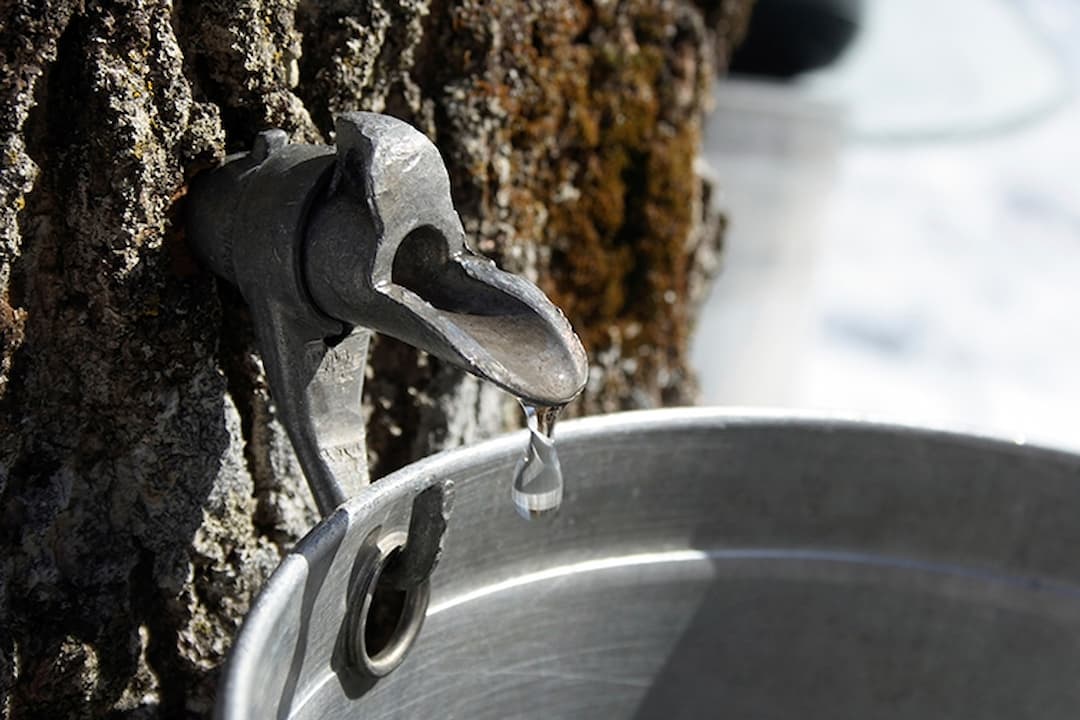 cabaneaSucreConstantin