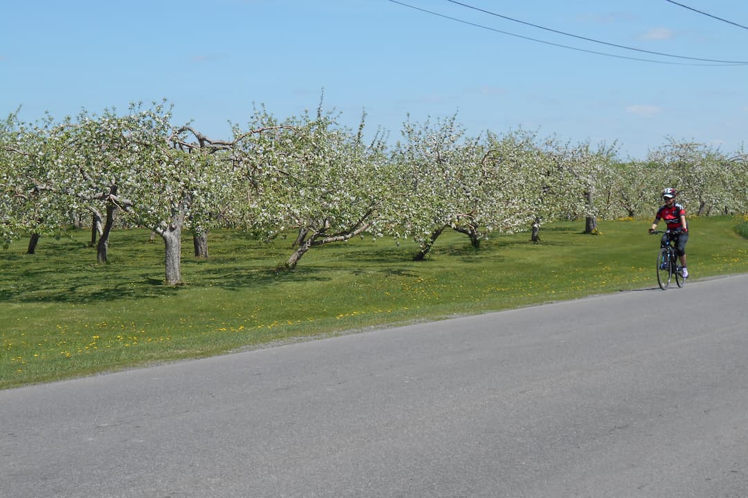 Cycliste et Verger en fleur