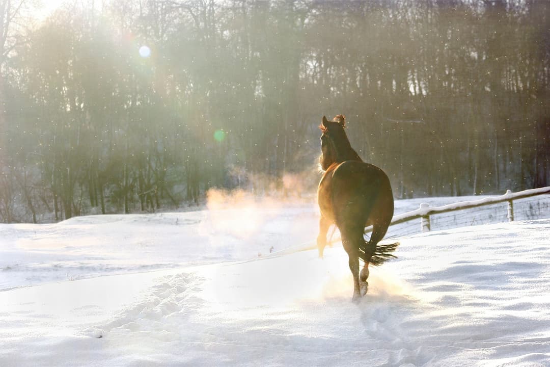 Cheval en hiver