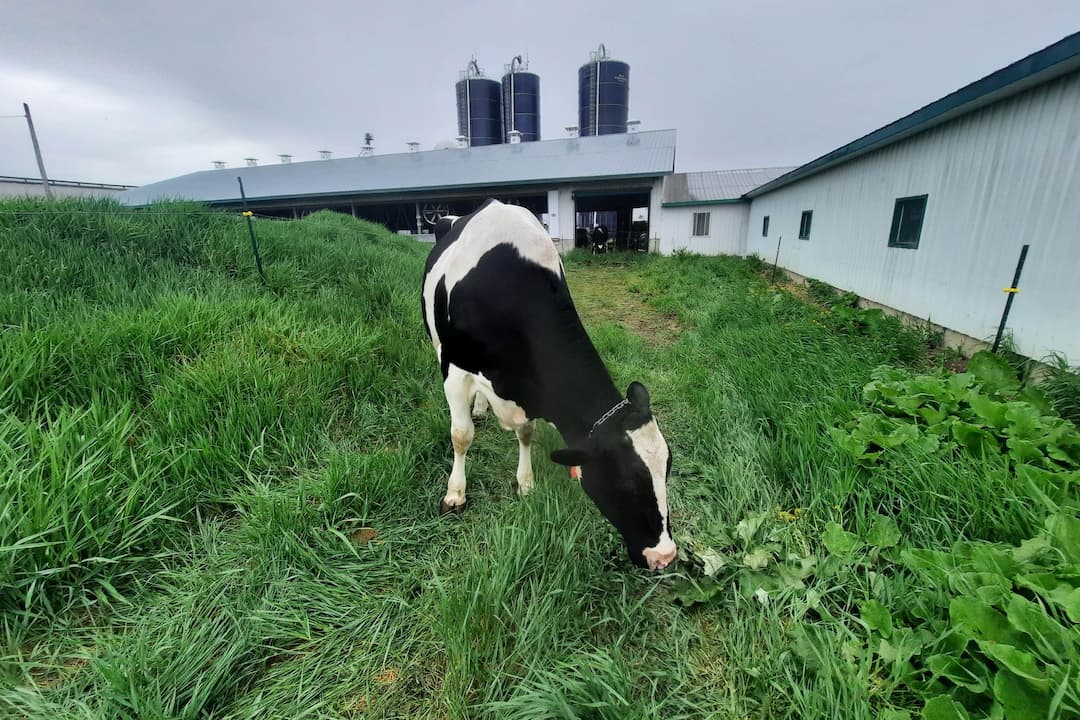 belle vache