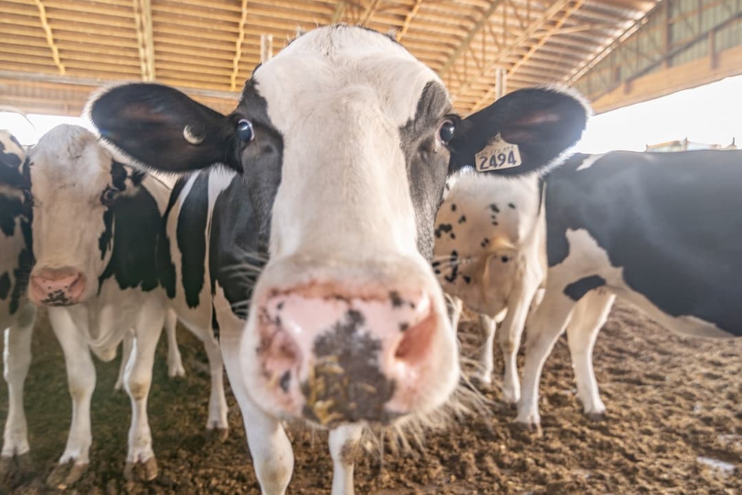 très belle vache