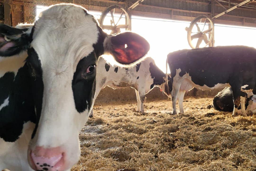 Vache très belle