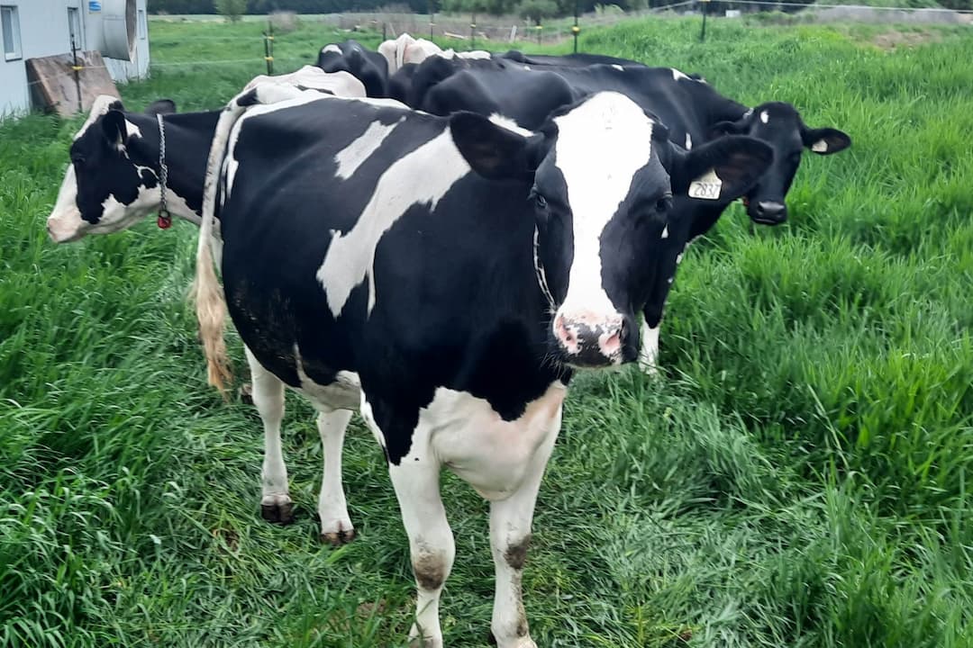une autre belle vache