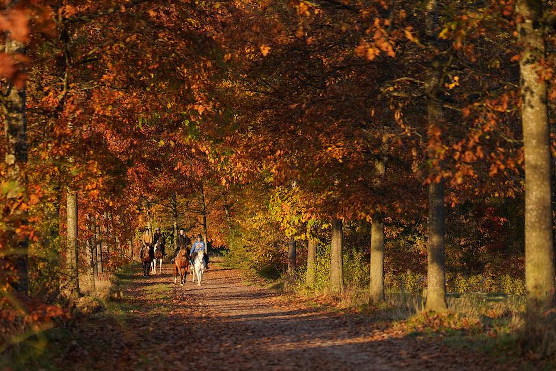 Que faire cet automne en famille ?