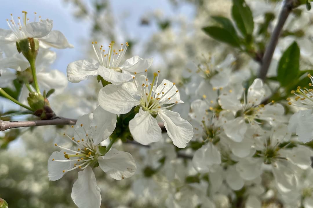 Piqueniquerdansunvergerenfleurs