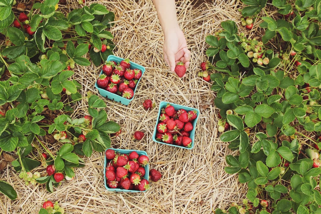 Paniers fraises champs