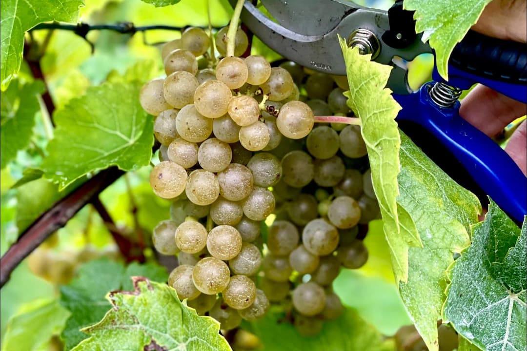 Vendanges au vignoble