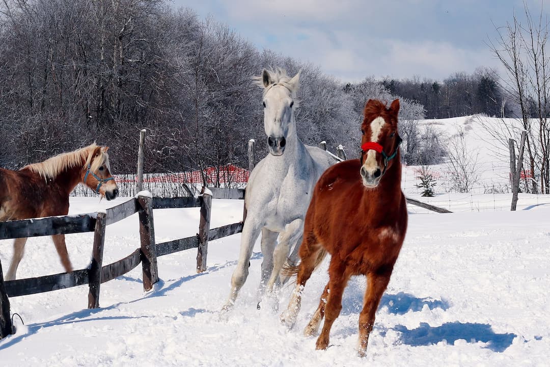 Journeeactivitefamilleanimaux