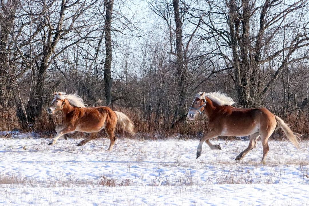 Journeeactivitefamilleanimaux