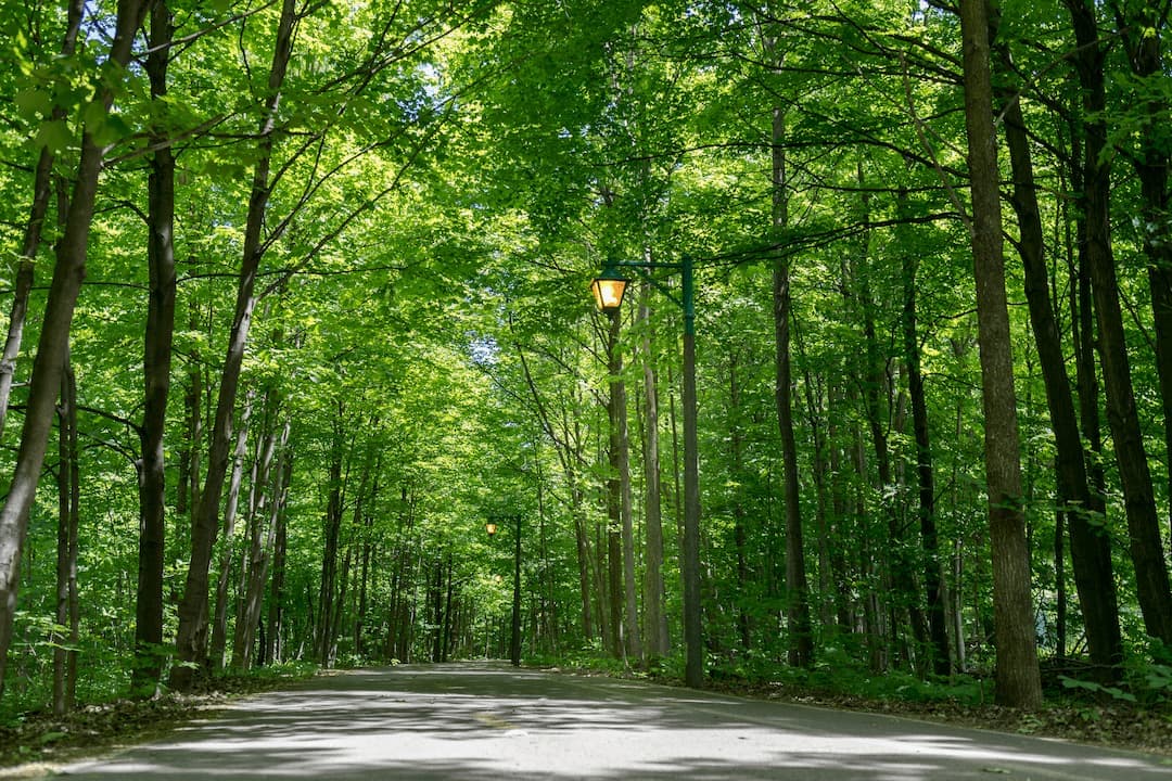 Sentier de marche dans la forêt