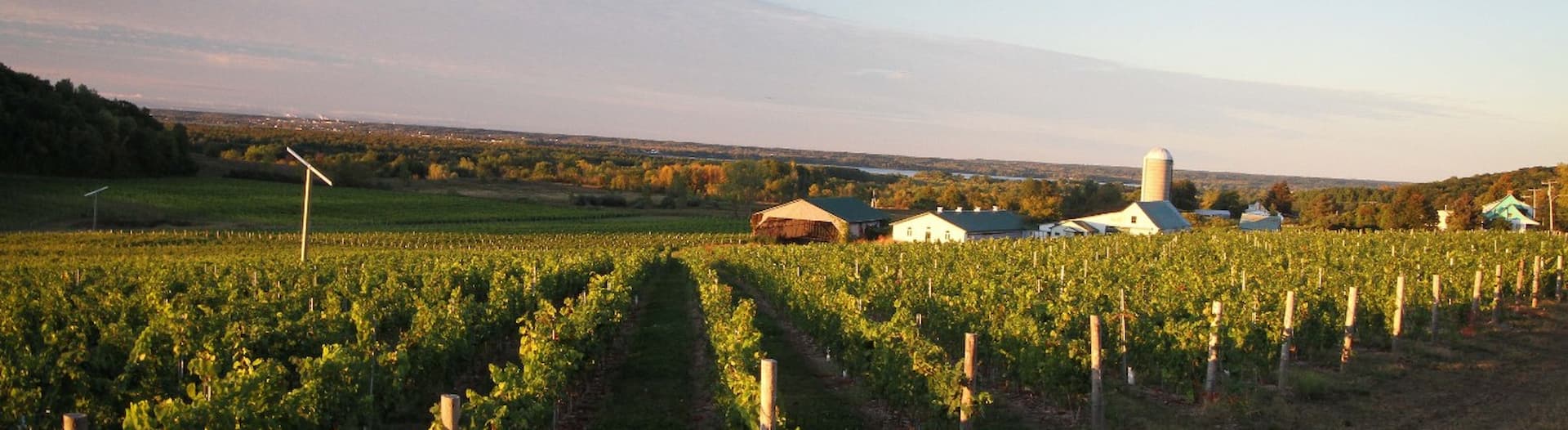 Vignoble à l'automne avec vue sur le lac des Deux-Montagnes