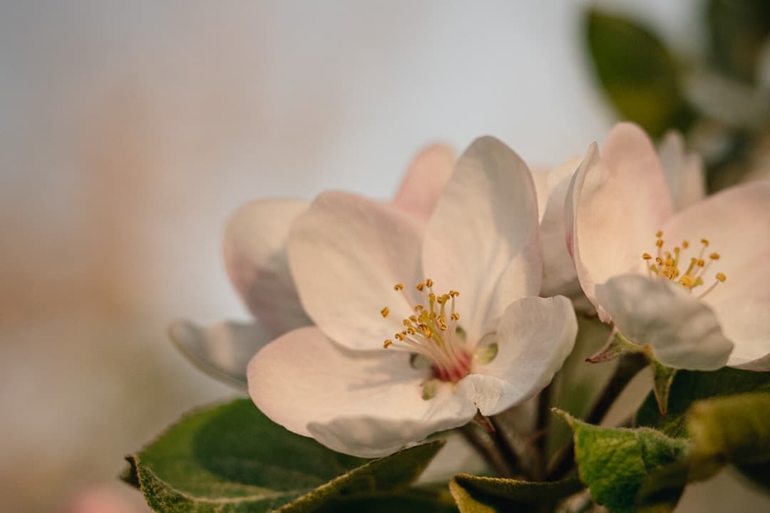 Fleur de pommier