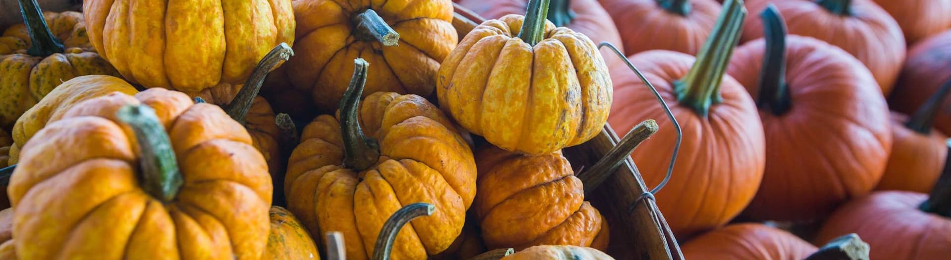 Courges et citrouilles