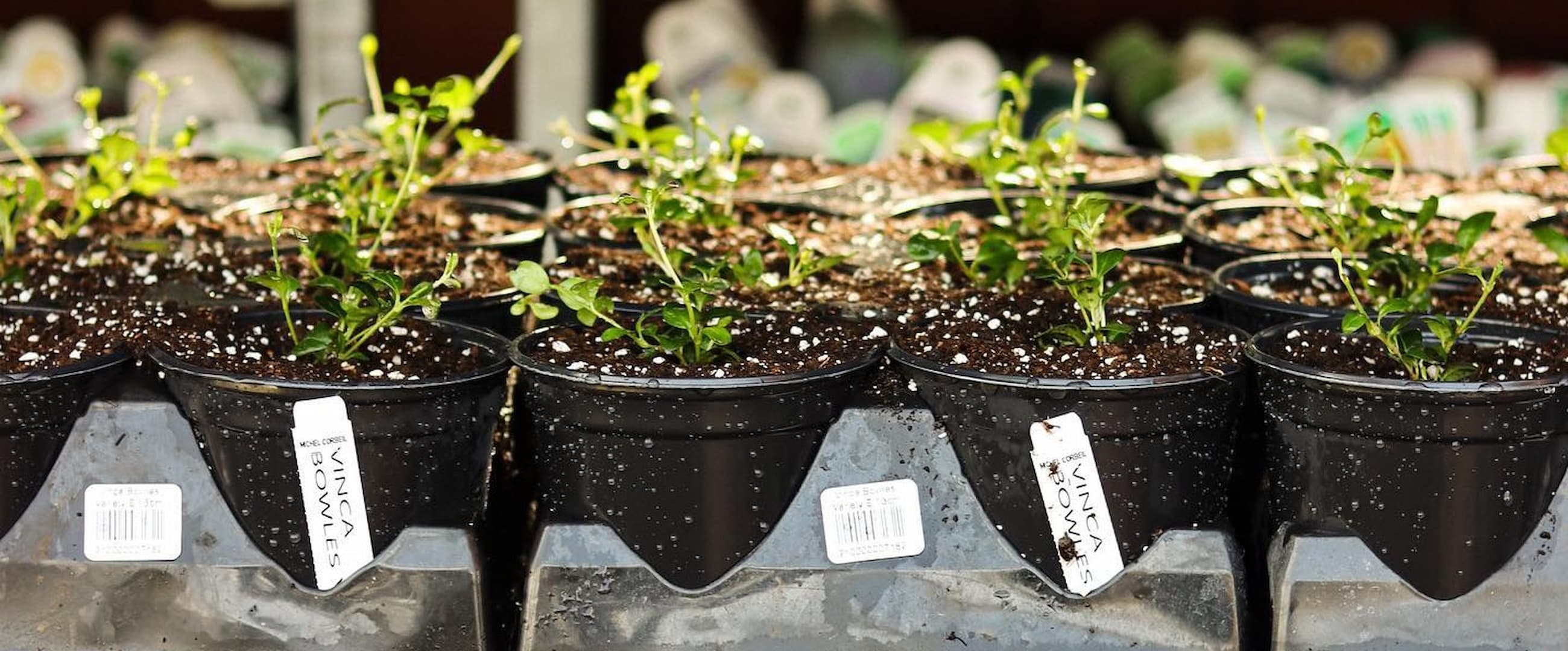 Le printemps est arrivé : c’est l’heure de préparer votre jardin et votre potager