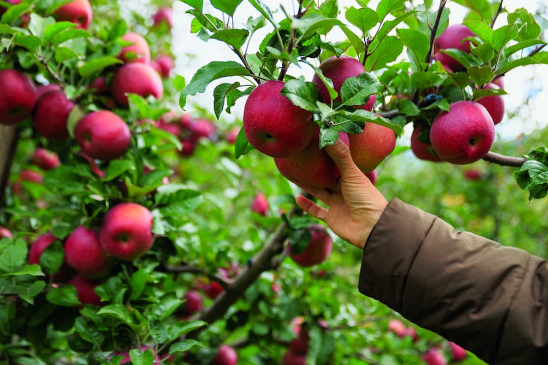 Cueillette de pommes | Verger Lacroix