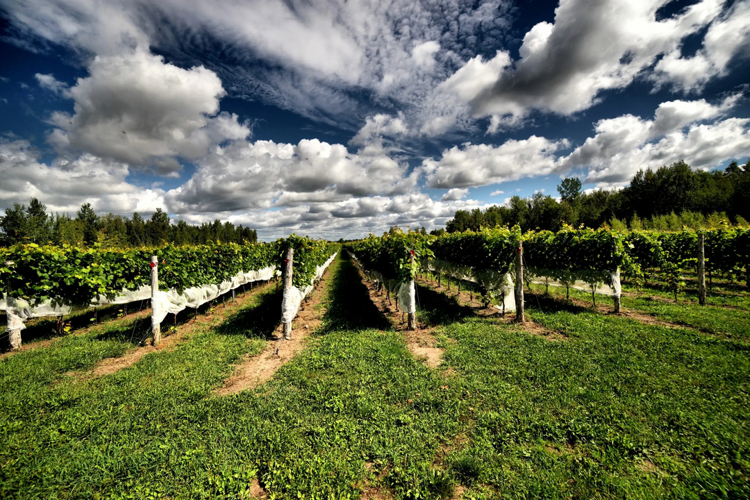 Domaine Pelchat