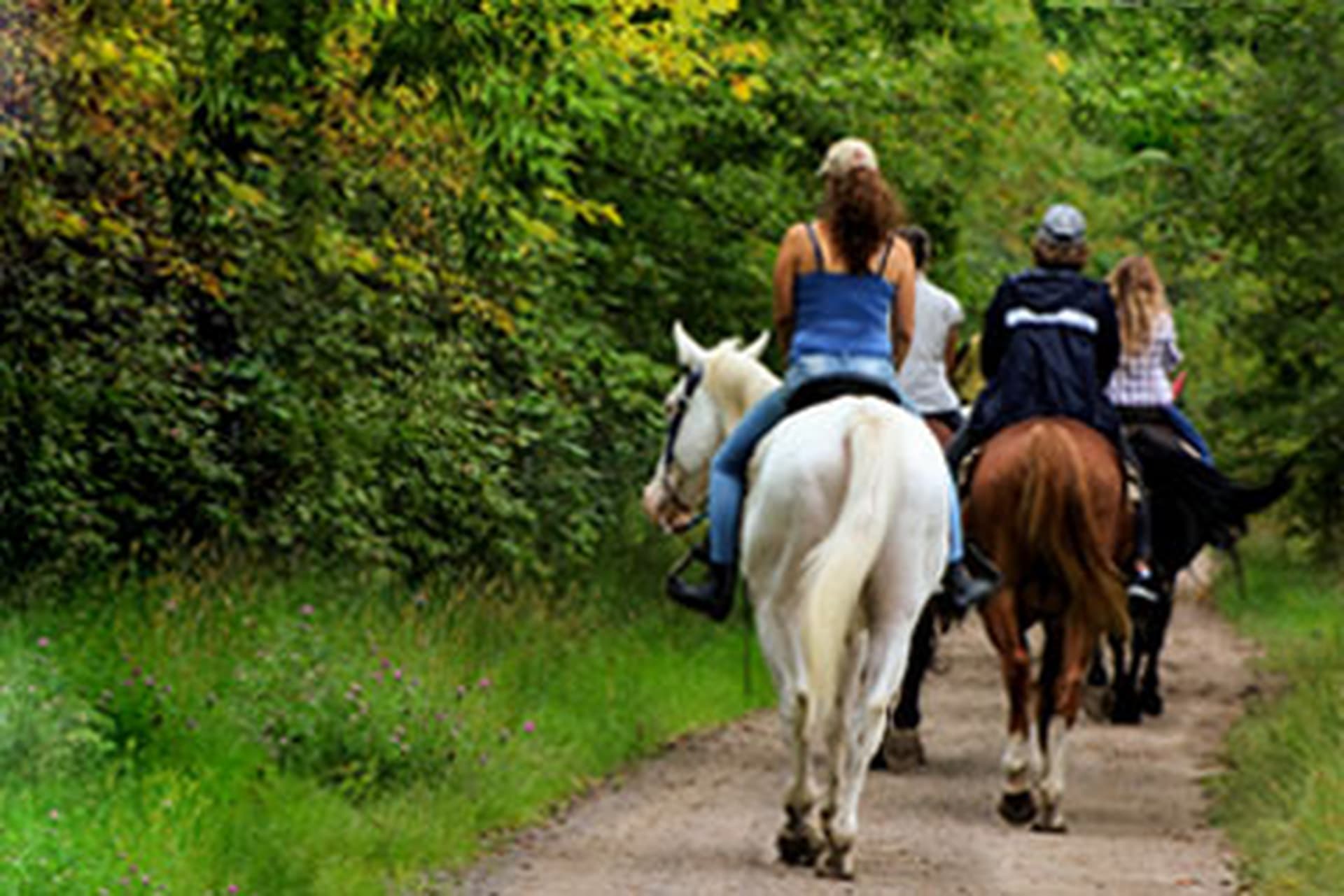 Équitation et cours d’équitation