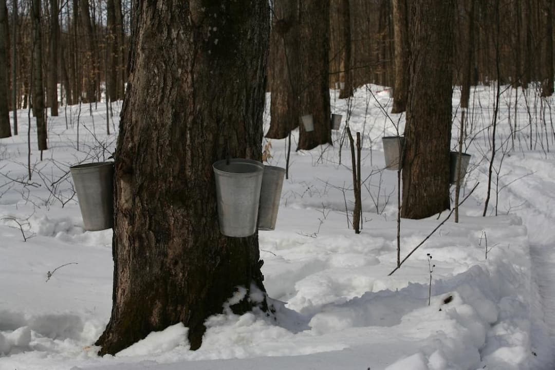 Disc Golf Bois de Belle-Rivière de Mirabel