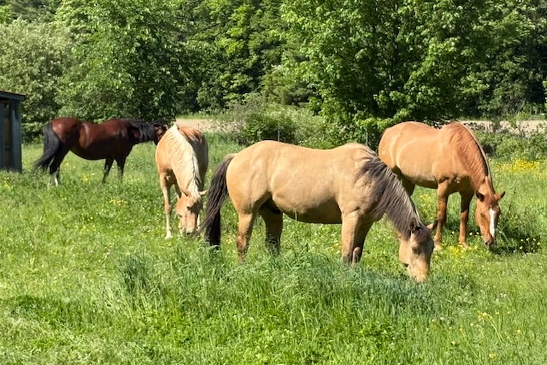 Prairie avec chevaux à l'Érablière du Domaine des Centaures