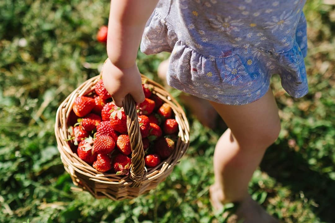 Enfant et panier de fraises à l'autocueillette
