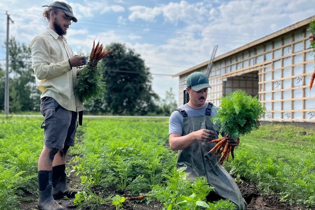 Deux membres de la Coopértive Ferme La Roquette en train de récolter leurs produits, des carottes