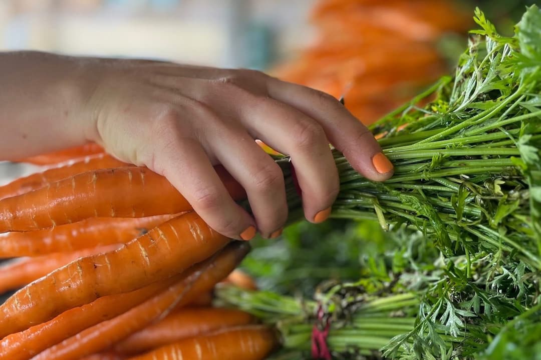 Main tenant un bouquet de carottes fraiches de la Coopérative Ferme La Roquette