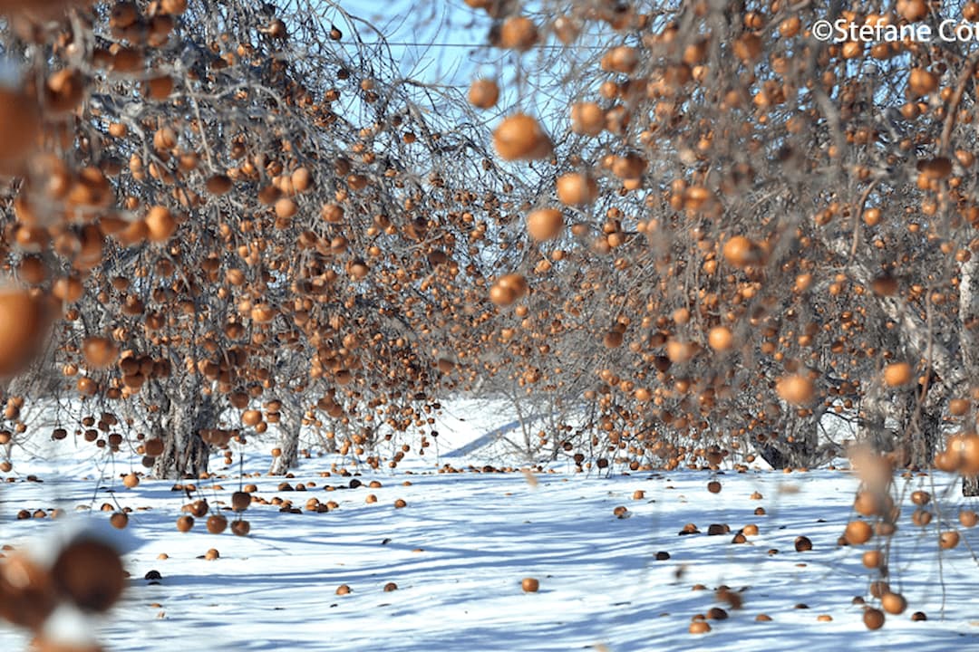 cueillette de pommes gelés